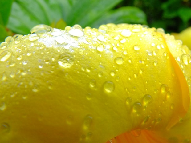 Morning dew on flowers DSCF6718