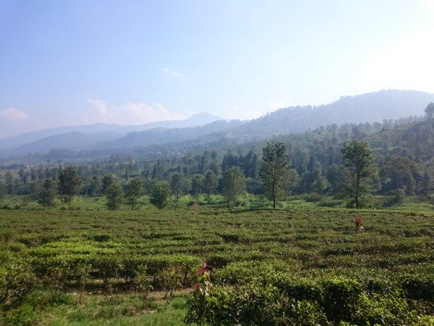 Gunung Mas Tea Plantation